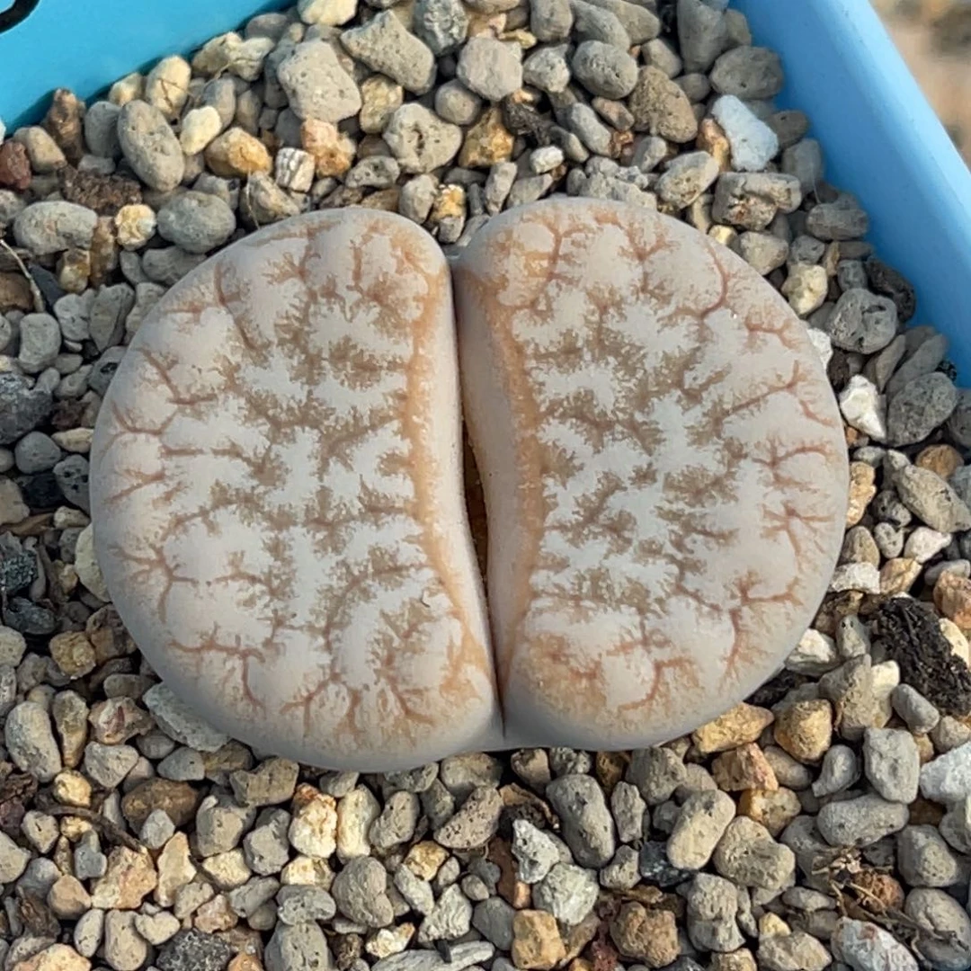 9773睫毛荒一颗。