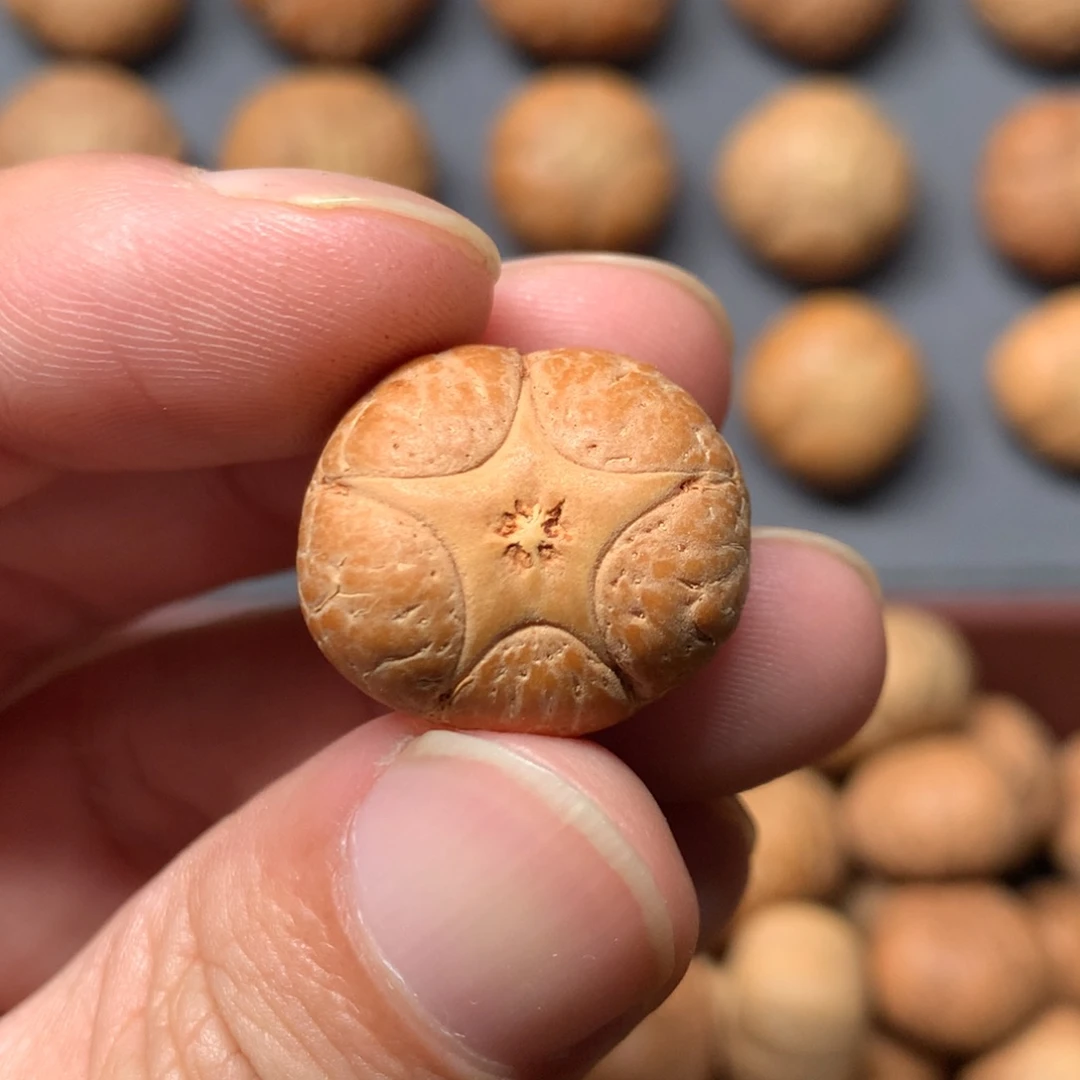 小***酒凤眼菩提吊坠20.5mm尼泊尔五星，定制打孔，不退不换