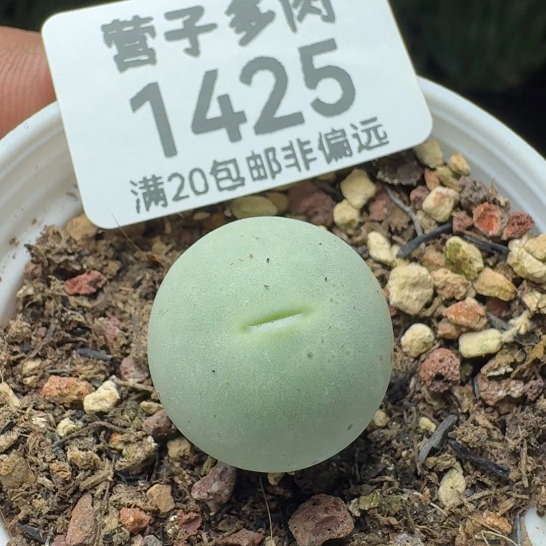 鸽子蛋1.7带盆土。