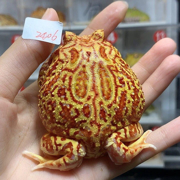 角蛙2406火龙火龙