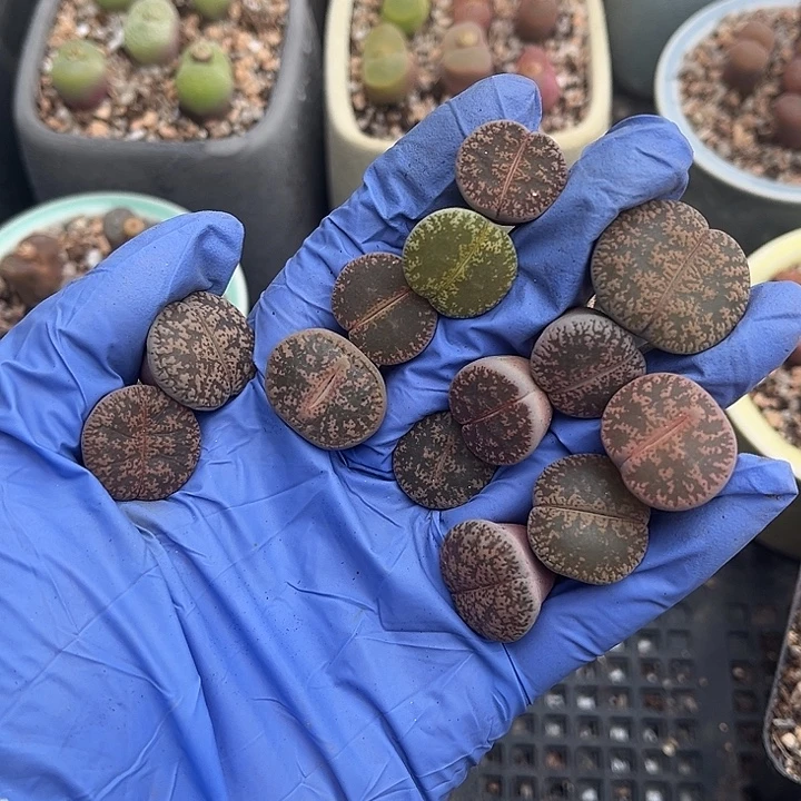 脱土发，满28包邮，开播福利，紫薰1