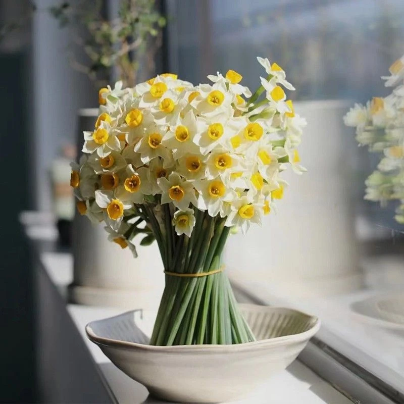 福建漳州水仙花鲜切花基地新鲜采摘水培鲜花绿植