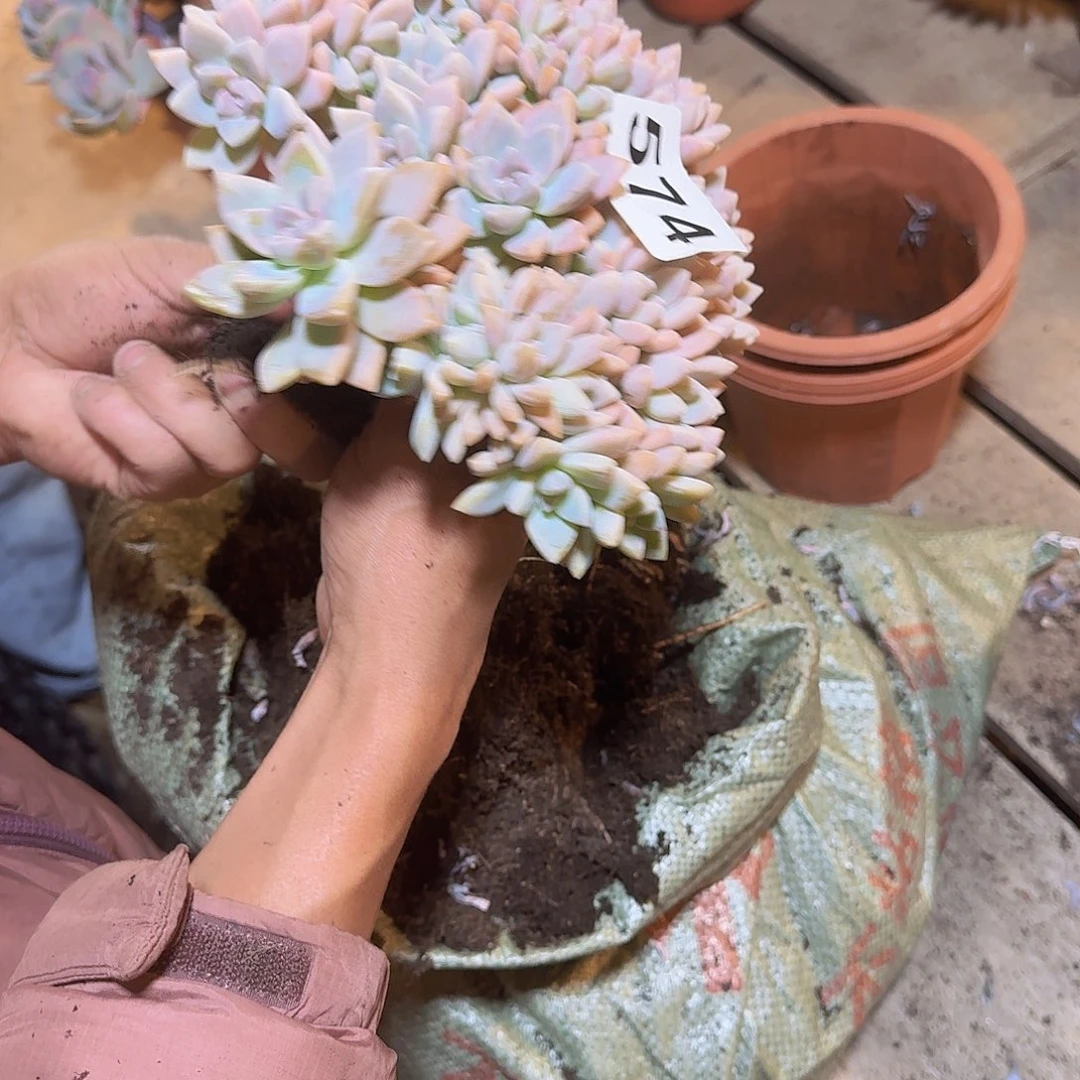 简***乐574淡雪缀12345678