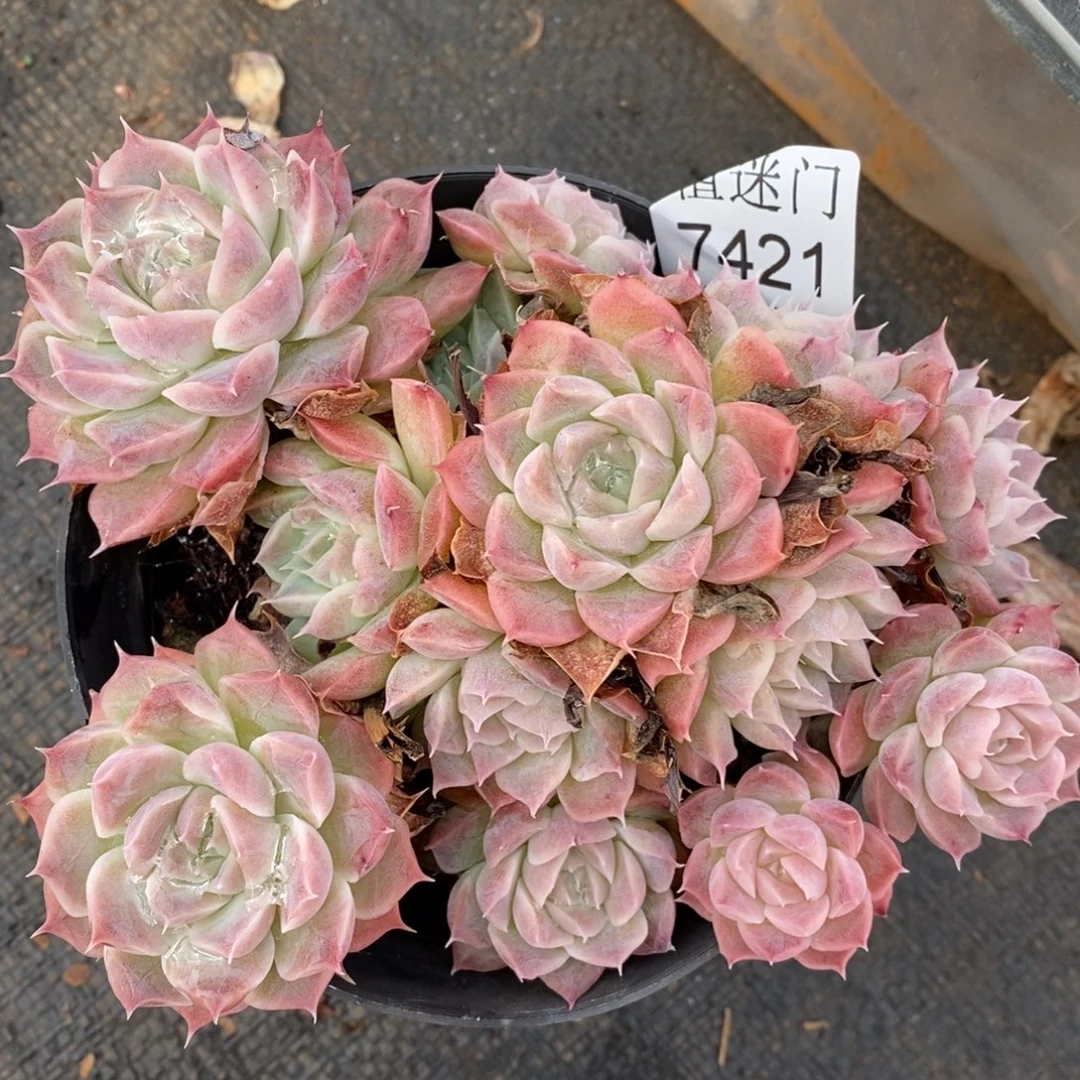 杂交精品多肉7421~13厘米