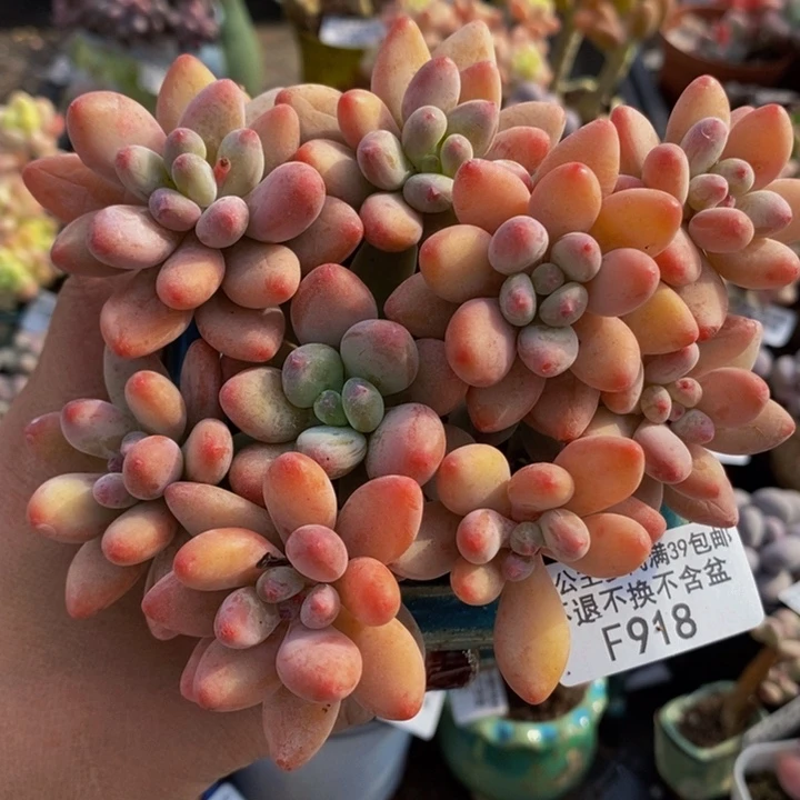 樱花奶不包整10cm918多肉植物