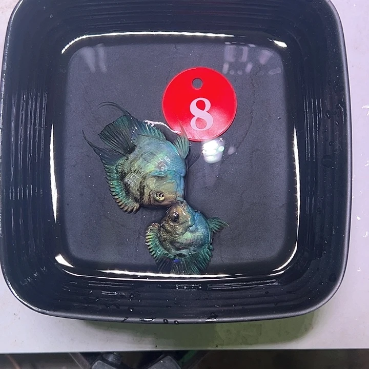 鹦鹉鱼8号，宝蓝黑尾一对