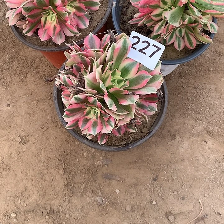 无花朵227女巫量拍南随机发