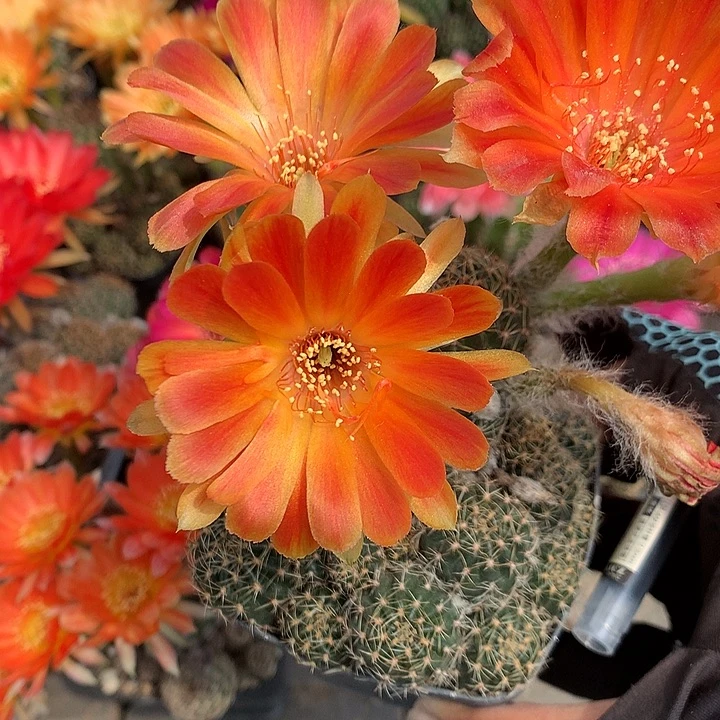 51 落地自根丽花7厘米盆