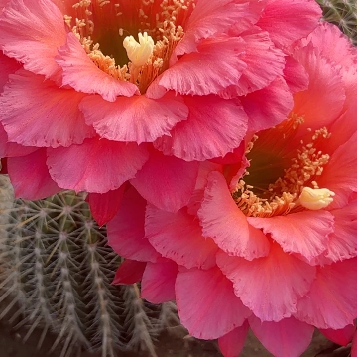 清清3-145根瑕疵有干皮球体不好看