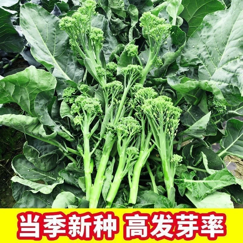 春播】西兰苔种子中早熟西洋芥兰青花笋长茎小西兰花秋冬季耐寒蔬