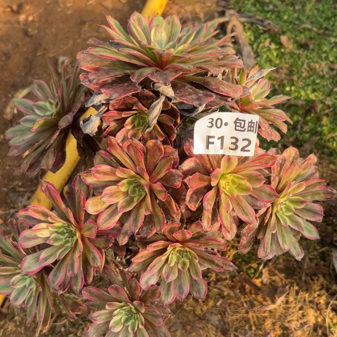 132粉黛多肉法师