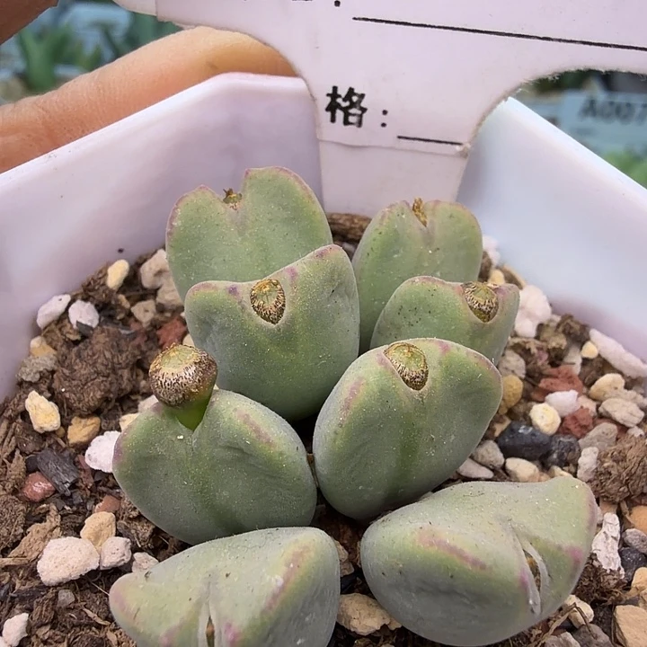 100。满38包邮肉锥