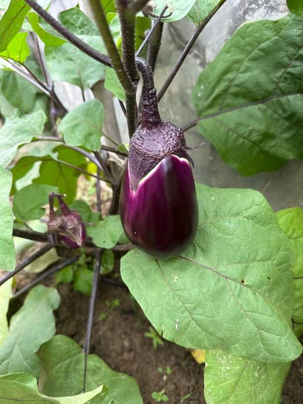 湖南益阳紫皮糯米茄子