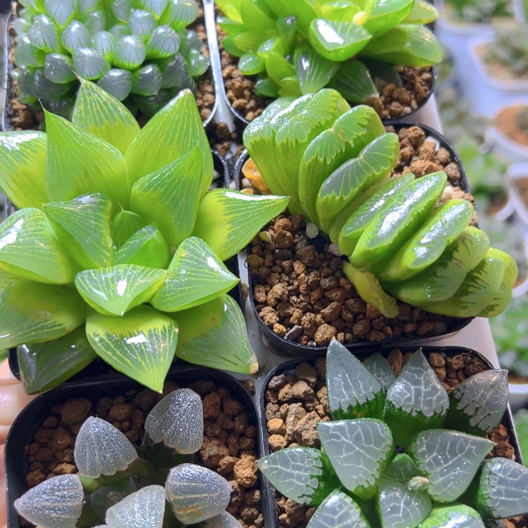 新人套餐玉露多肉多肉6颗