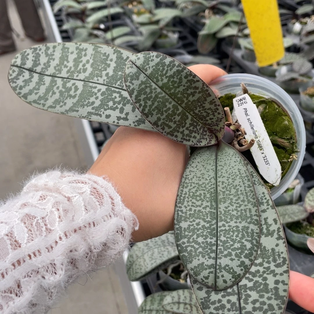 当前无花栽培后可以开花swr22fg（少根）特价不售后