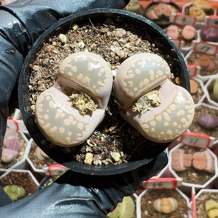 9*生石花23:：：。  119