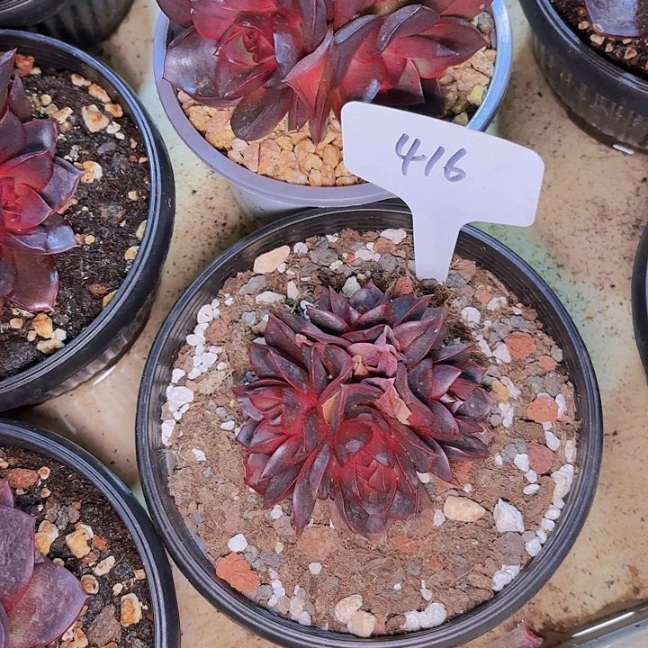 格*?巧克力玫瑰一物一拍416