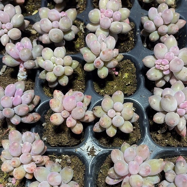 小婴儿手指1元带土