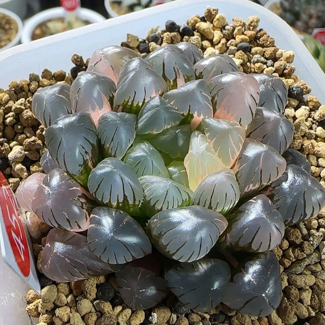 452号非组冰灯玉露锦6.4左右一物一拍带盆