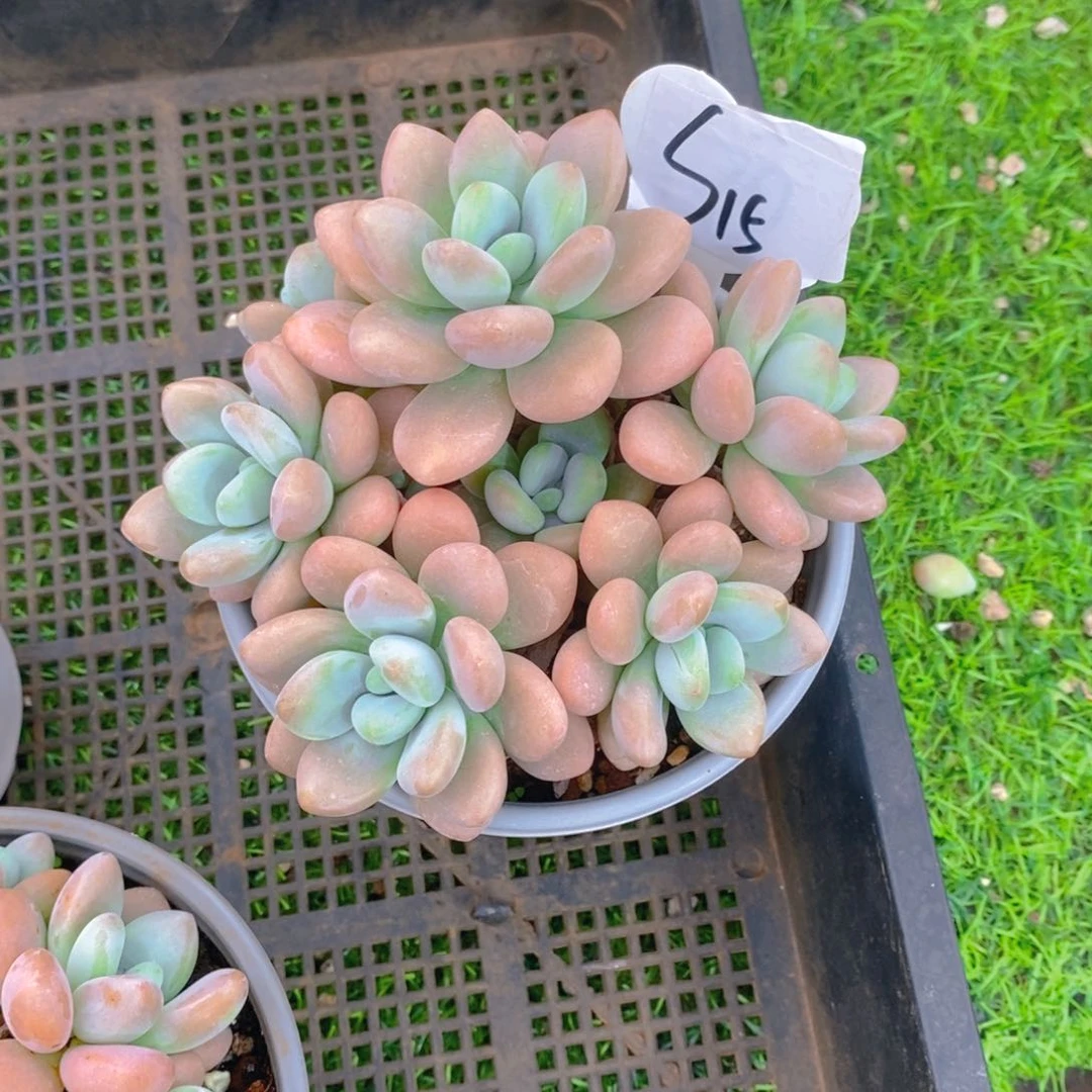 C*?香水洛神群多肉植物