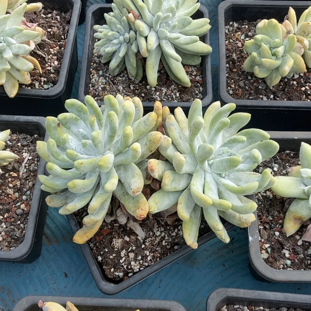 拇指多肉植物啦啦啦