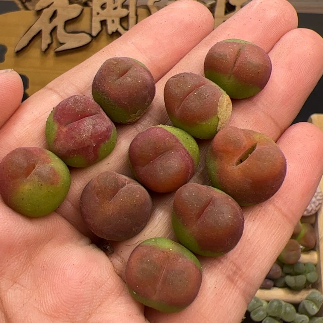 【闪购商品】00000008水蜜桃