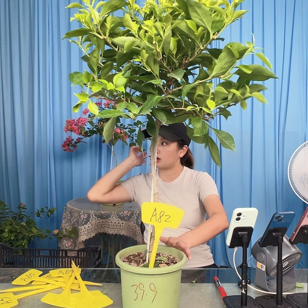 黑***园当前无花栽培后可以开花A82金夫人