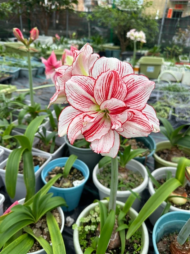 大冰块朱顶红，十二单衣，一厘米10元，测量后下单，未测量无效