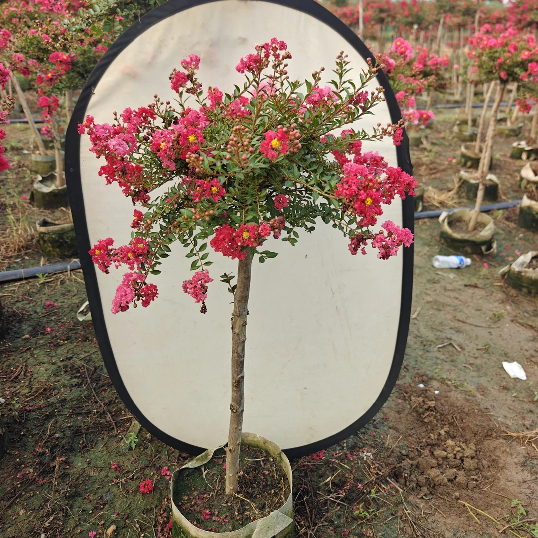 玲珑红紫薇花树苗盆栽花卉适合室内阳台庭院四季耐寒热