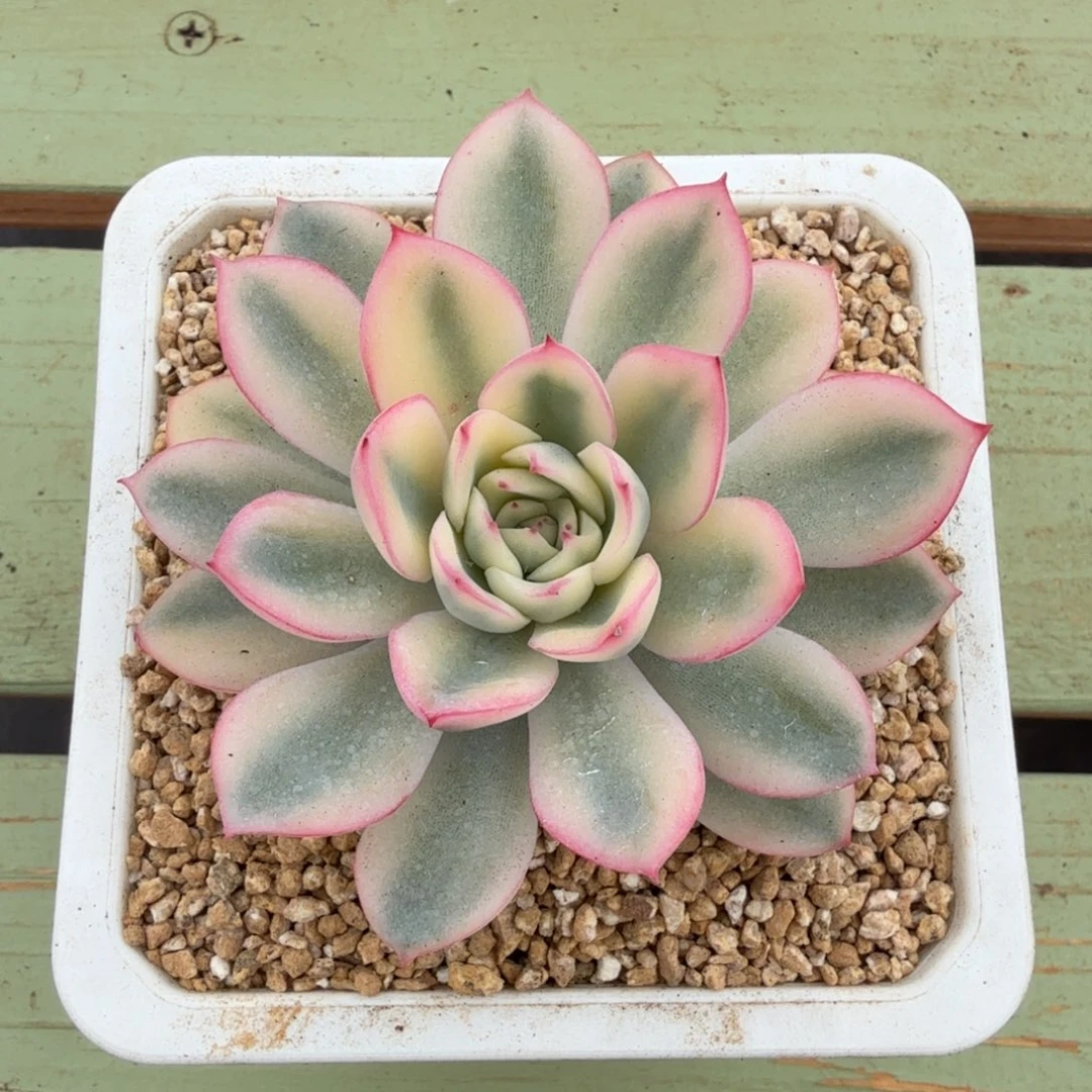 雨燕座锦锦上园艺一物一拍