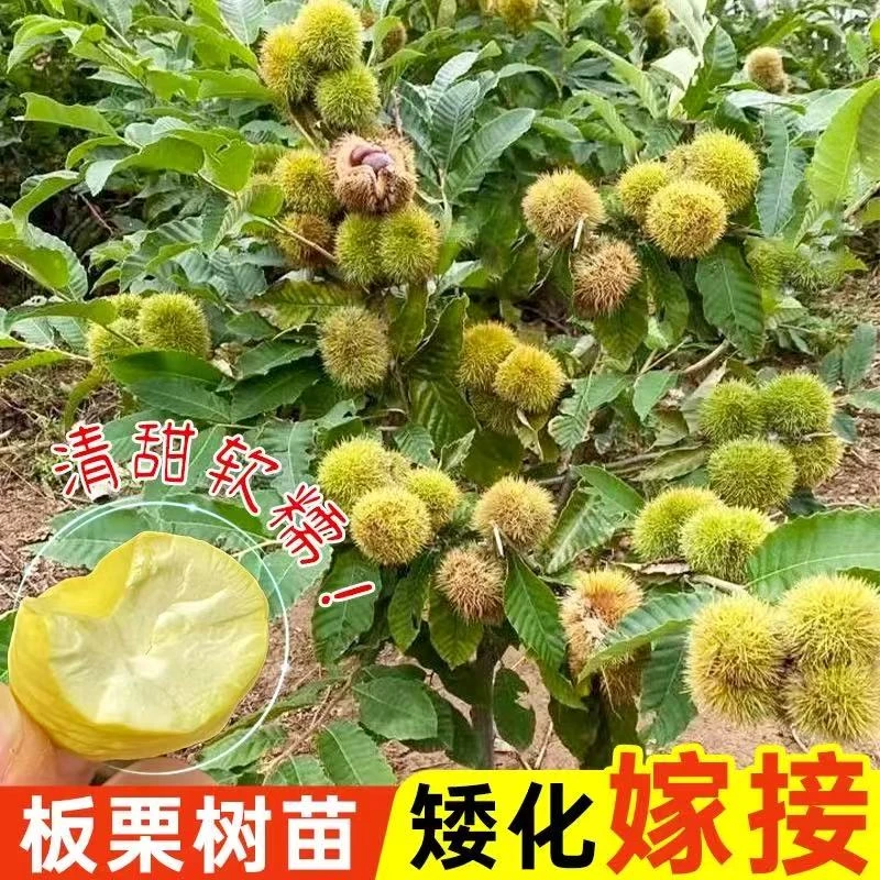 板栗苗树嫁接地栽南方北方种植大红袍当年结果特大板栗树果树果苗