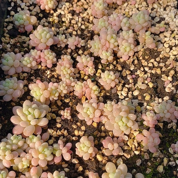 180 多肉植物盆栽花卉植物