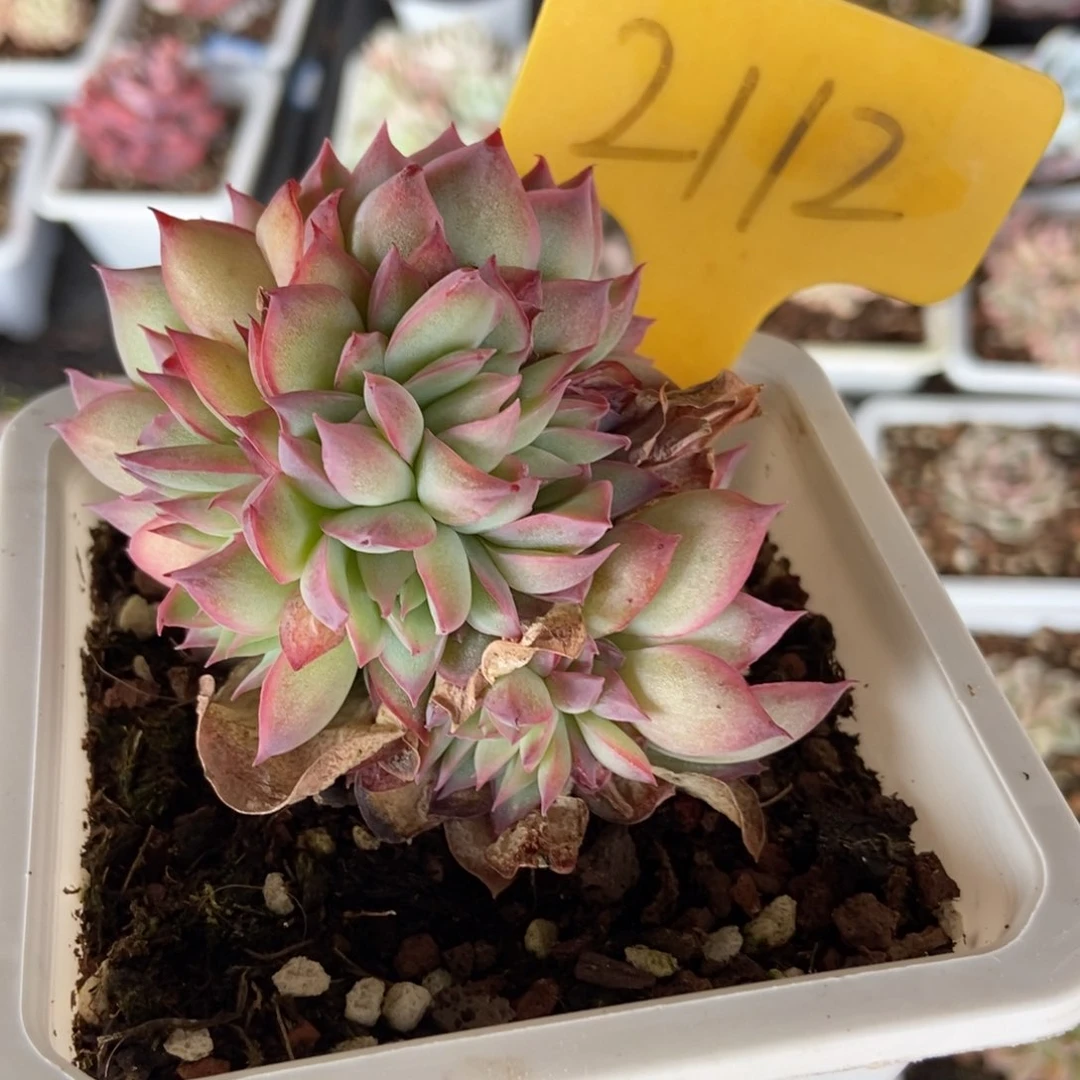 2112侧影多肉植物保护