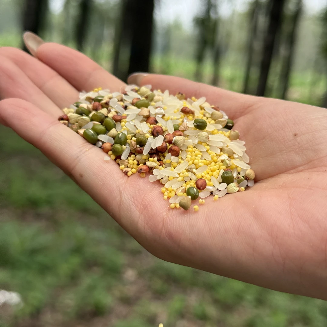 户外通用型投喂鸟粮五谷杂粮