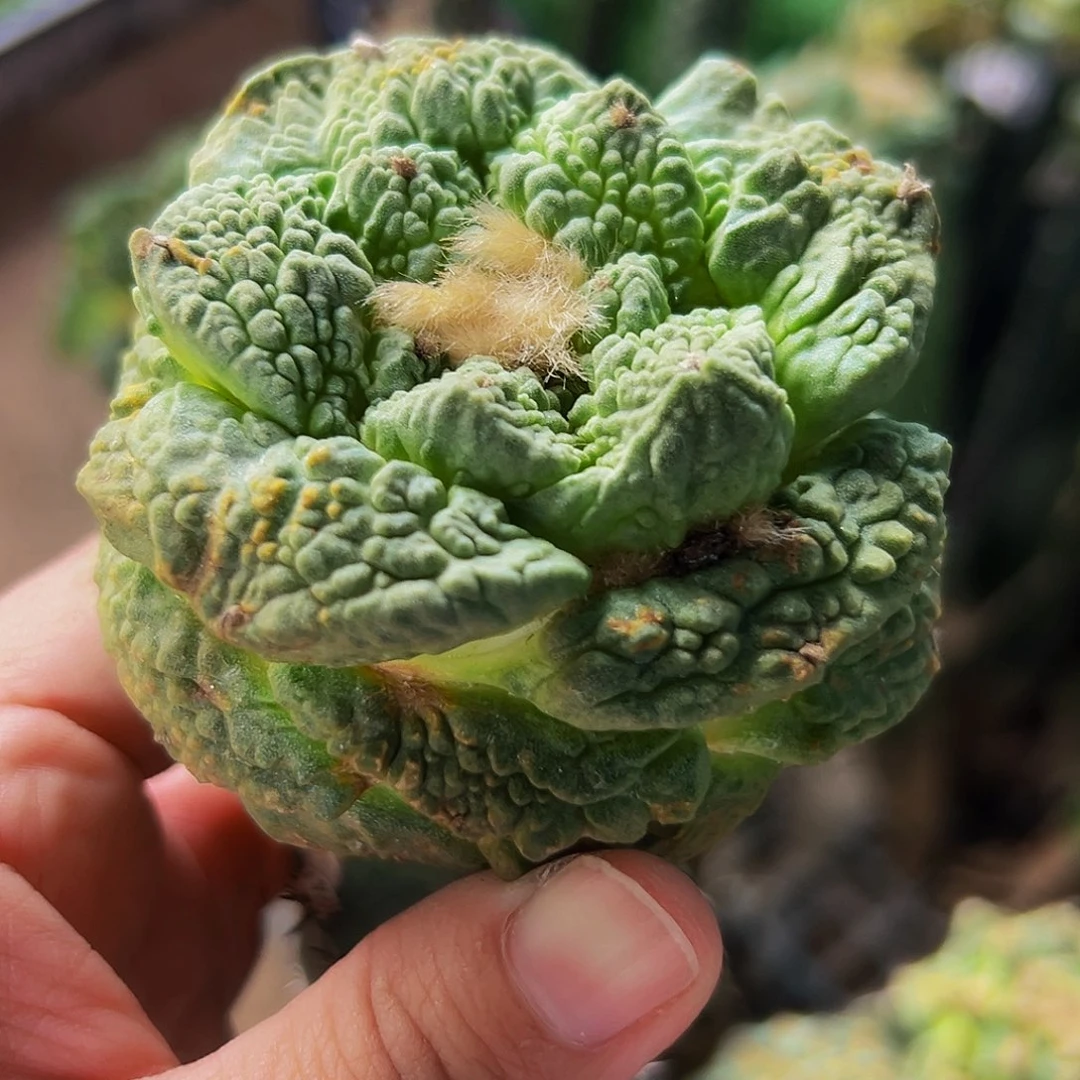 无花朵福利龟甲牡丹843