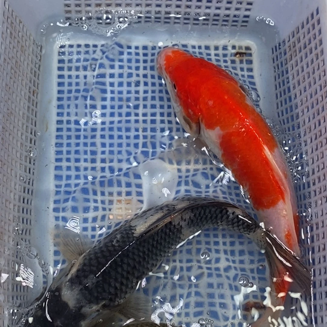 锦鲤冷水锦鲤包邮