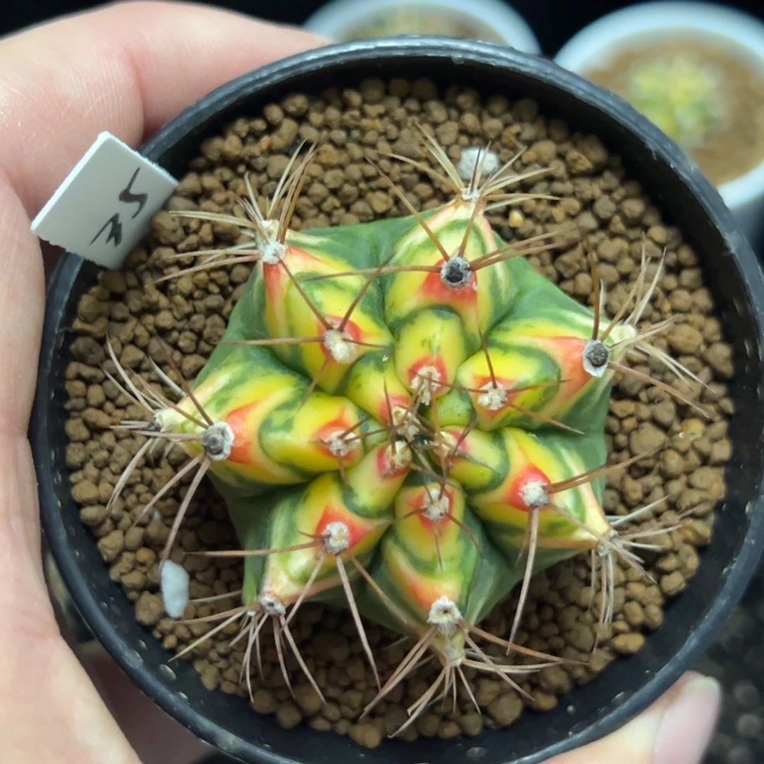 花田侧芽自根带盆土发货35