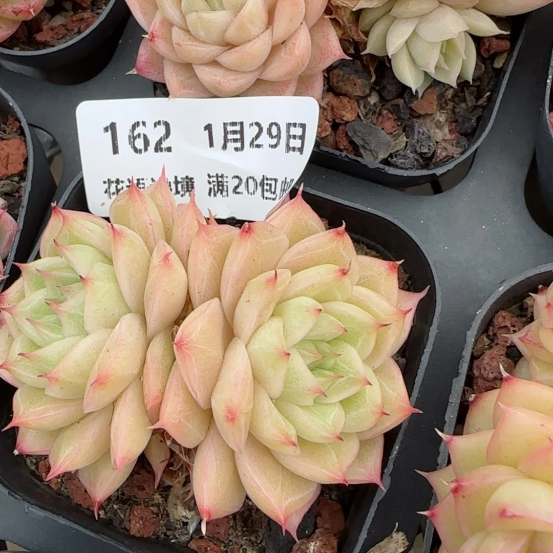 花语逸镜0129-162