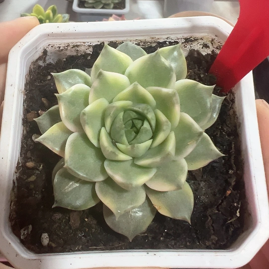 134号法比奥拉锦多肉植物