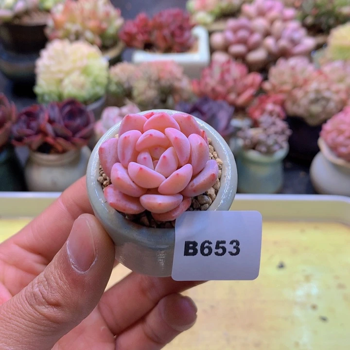 一物一拍满38包邮B653