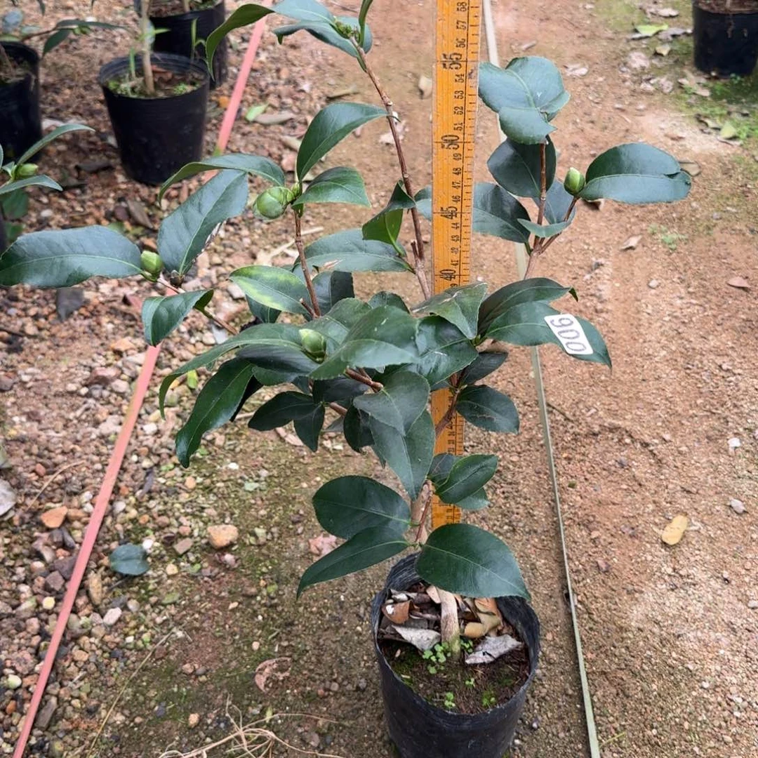 少量花朵（建议范围：2朵-5朵 或40%以下）900云斑