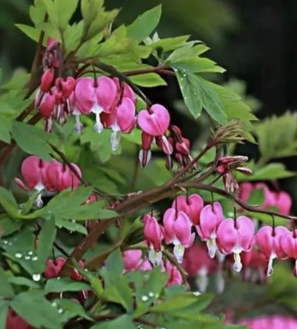 【荷包牡丹花种子】四季种植盆栽地栽阳台小院种植
