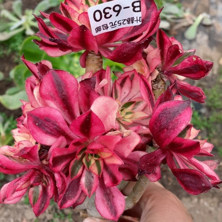 630魅影有砍多肉1，啊12345688