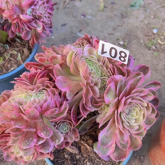 敏***敏多肉植物一个法师