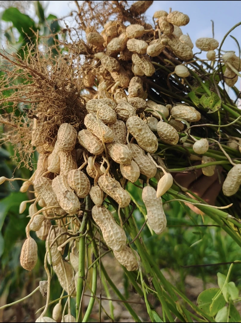 小王子家的花生农家自种现挖自然成熟的生花生
