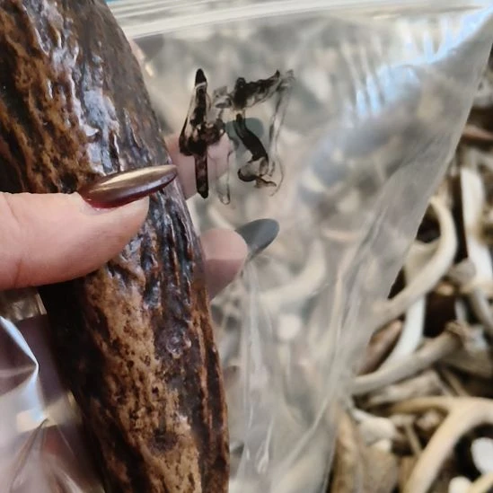 爱***孩鹿角鹿角鹿角鹿角鹿角鹿角