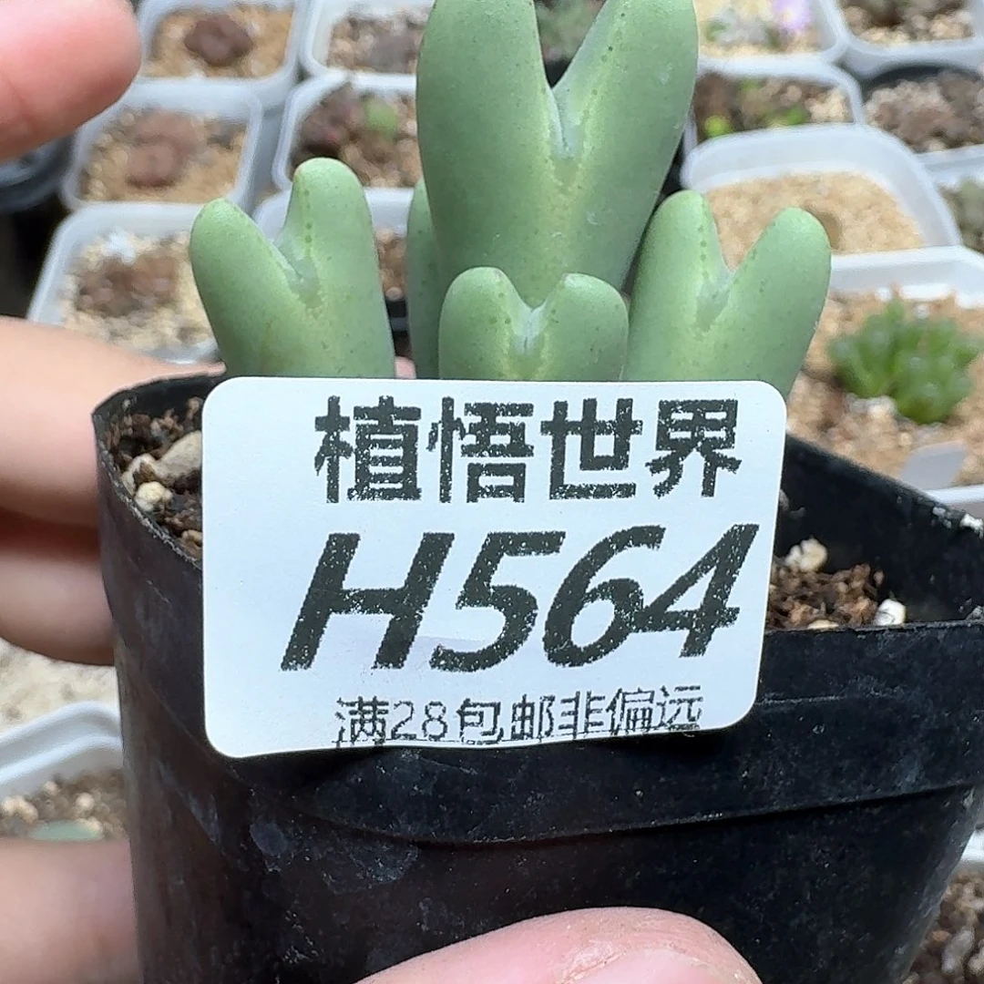 多肉植物的润泽地方