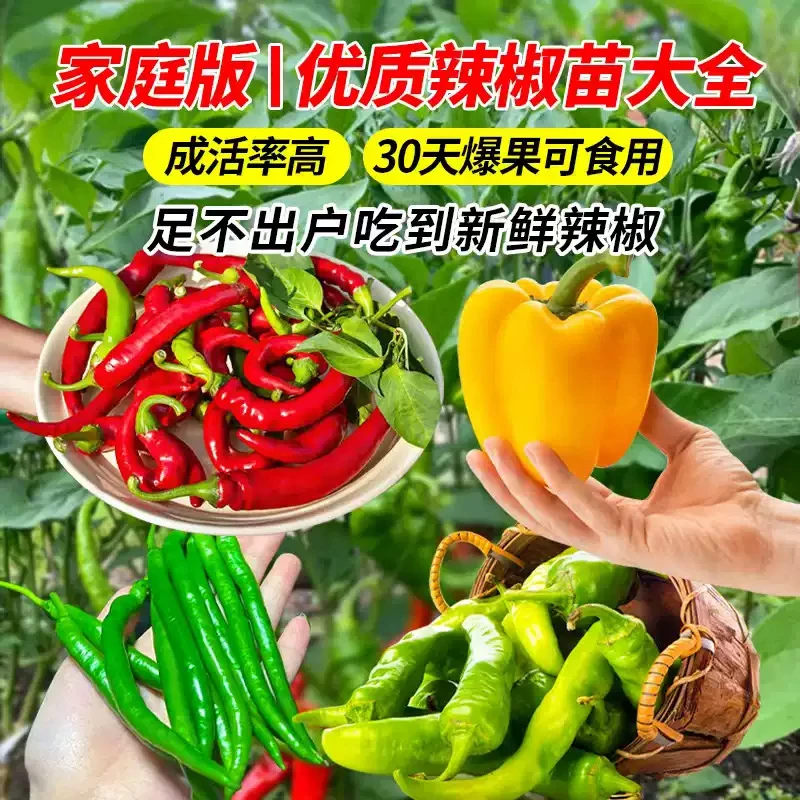【新店开业】高产辣椒苗螺丝椒苗薄皮椒线椒苗四季种植蔬菜种苗基地