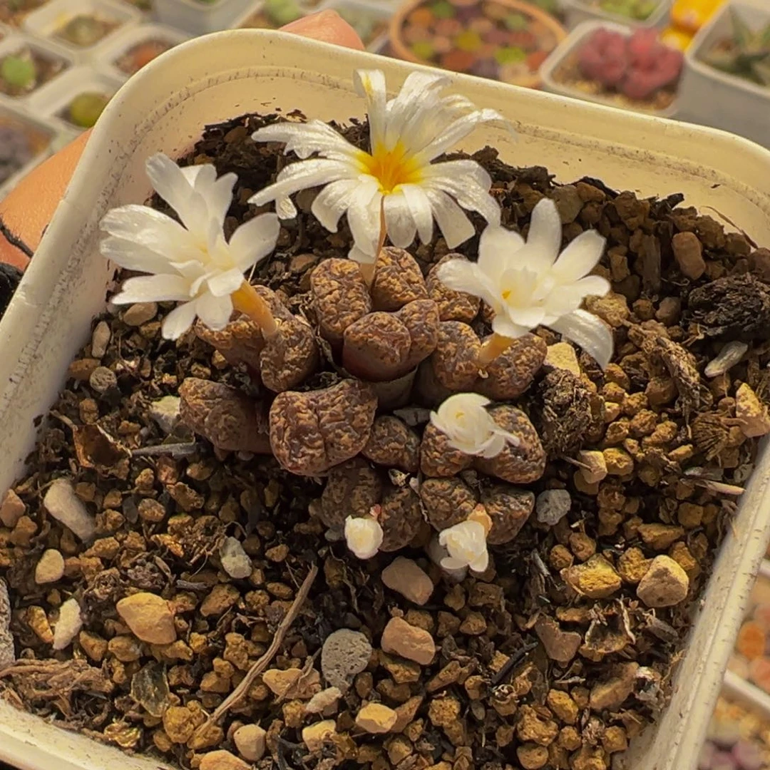 0541多肉植物种类多样