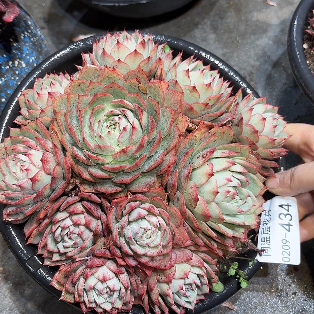 同温层多肉林杰安娜434